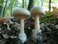Gyilkos galóca (Amanita phalloides), Somogy